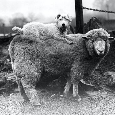 Blank greetings card - Sheep with a passenger