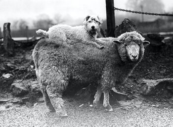 Carte de voeux vierge - Moutons avec un passager