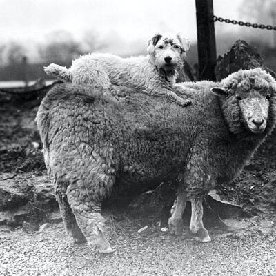 Blanko-Grußkarte - Schaf mit Passagier