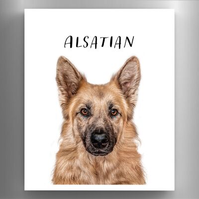 P6964 - Alsatian Gruff Pawtraits Fotografía de perro Impreso Imán de madera Decoración para el hogar con temática de perro
