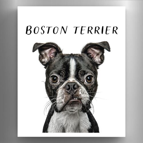 P6966 - Boston Terrier Gruff Pawtraits Dog Photography Printed Wooden Magnet Dog Themed Home Decor