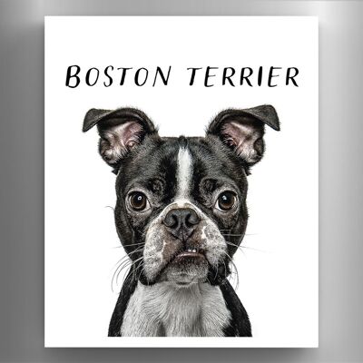 P6966 – Boston Terrier Gruff Pawtraits Hundefotografie, bedruckter Holzmagnet, Hundemotiv, Heimdekoration