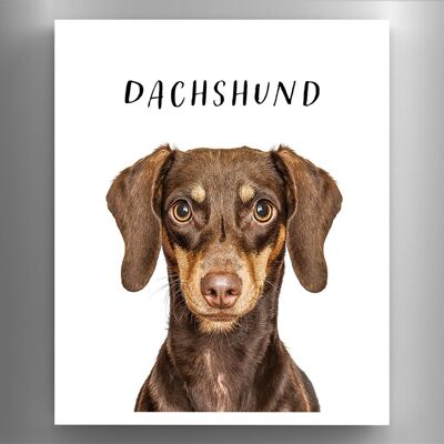 P6972 - Dachshund Gruff Pawtraits Fotografía de perro Impreso Imán de madera Decoración para el hogar con temática de perro