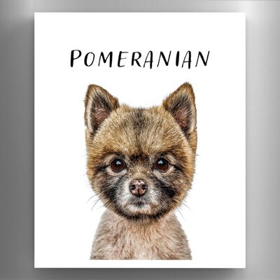 P6979 – Pomeranian Gruff Pawtraits Hundefotografie, bedruckter Holzmagnet, Hundemotiv, Heimdekoration