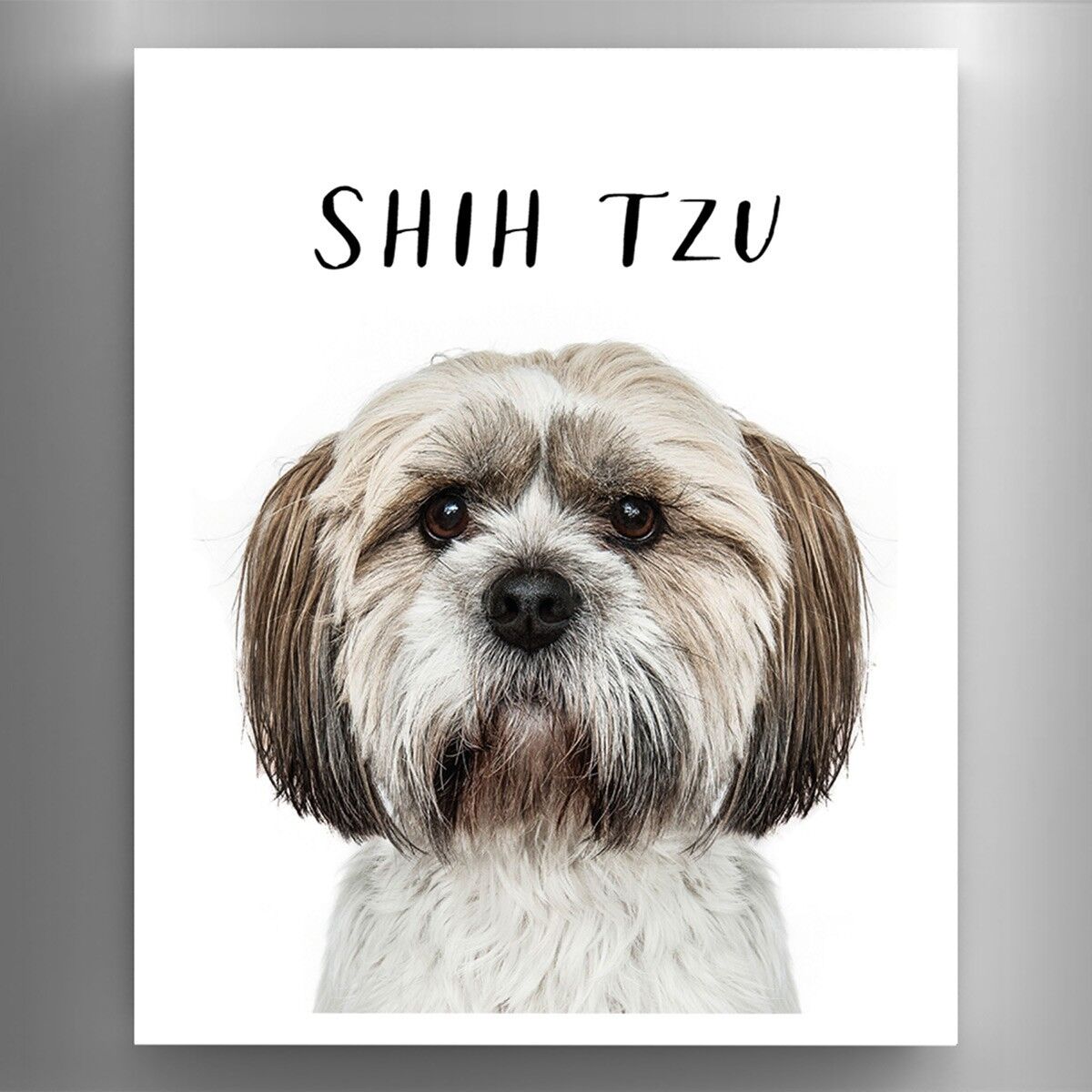 P6980 - Shih Tzu Gruff Pawtraits Cane Fotografia Stampata Magnete in legno Decorazioni per la casa a tema cane