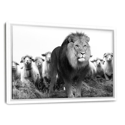 Lion Among Sheep - Leinwandbild mit Schattenfuge
