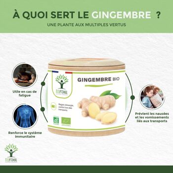 Gingembre Bio - Complément alimentaire - Energie Mal des transports Digestion - 270 mg par gélule - Fabriqué en France - Certifié par Ecocert - Vegan - gélules 3