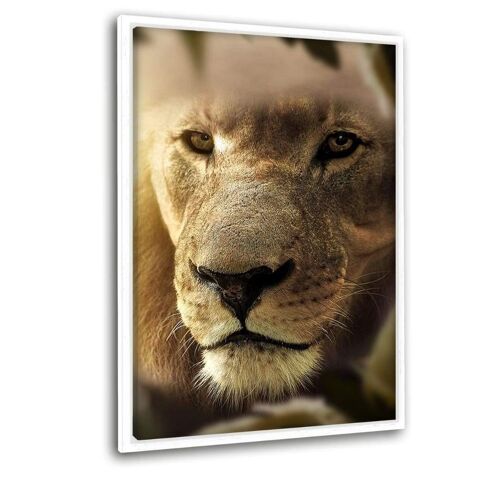 Lions Face #2 - Leinwandbild mit Schattenfuge