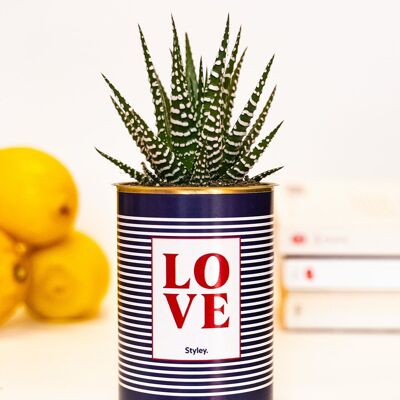 Succulent plant in pot - LOVE - Valentine's Day gift