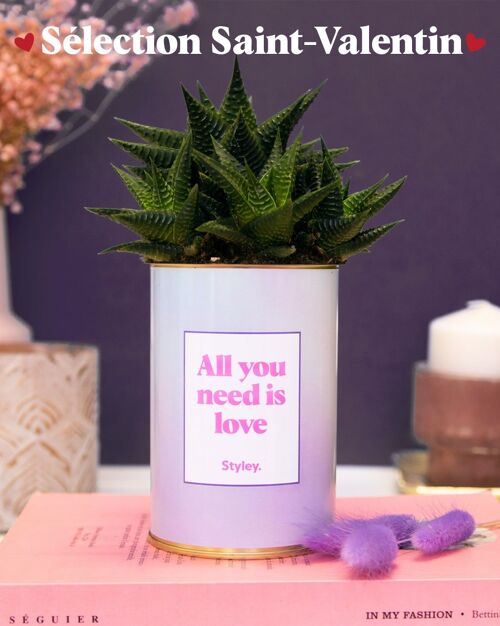Plante grasse en pot - All you need is love - Saint Valentin