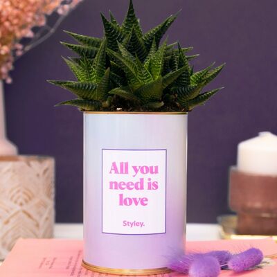Succulent plant in a pot - All you need is love - Valentine's Day