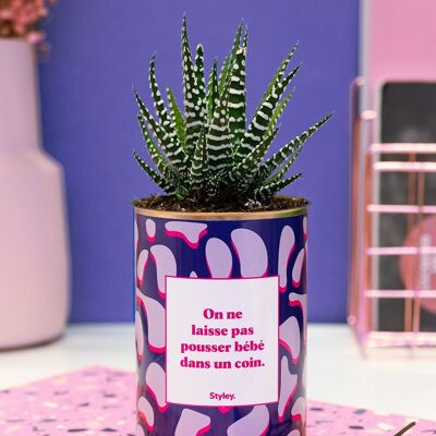 Plante grasse en pot - Saint Valentin- On laisse pas bébé dans un coin -