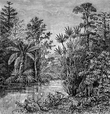 Papier Peint Panoramique Gravure - Amazonie - Noir 2