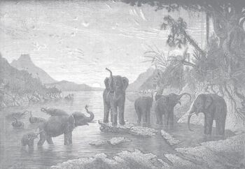Papier Peint Panoramique Gravure - Les Eléphants - Gris Tourterelle 2