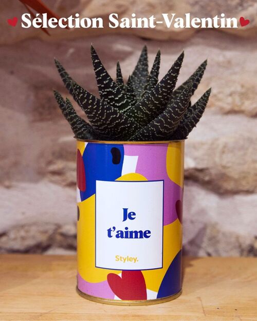 Plante grasse en pot - Je t'aime - Cadeau Saint Valentin