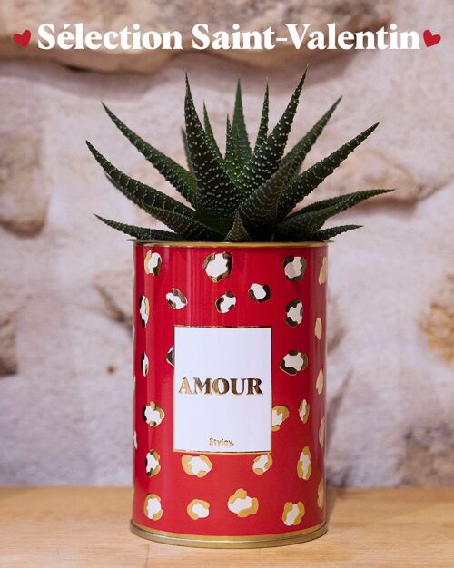 Plante grasse et Cactus en pot - AMOUR