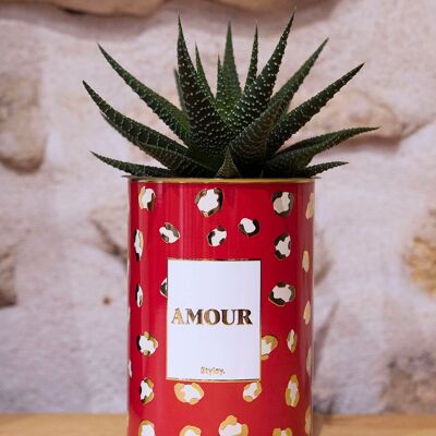 Planta suculenta y cactus en maceta - AMOR