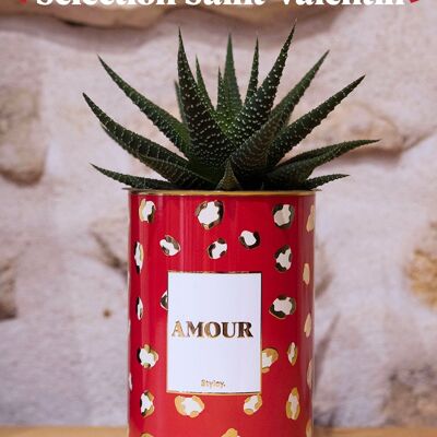Planta suculenta y cactus en maceta - AMOR