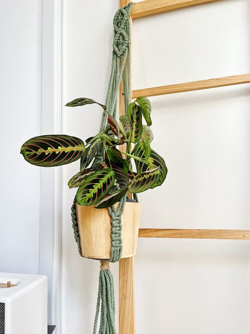 Suspension pour plante en macramé vert eucalyptus - DAUN