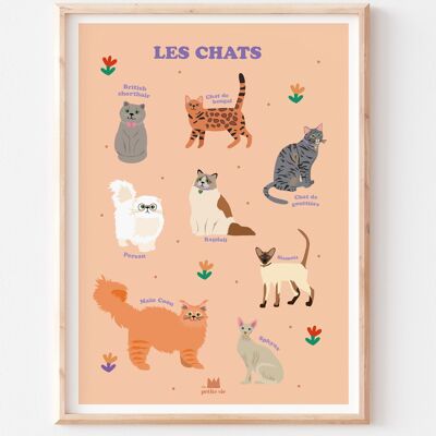 Poster educativo - decorazione per bambini - gatti