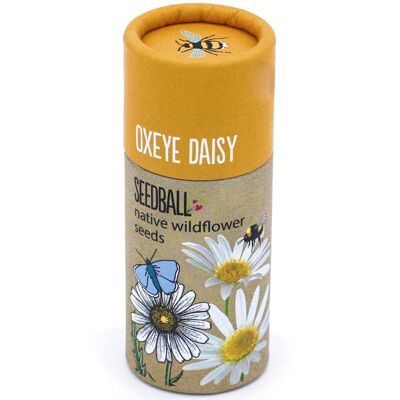 Tubo di semi di fiori selvatici - Oxeye Daisy