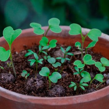 Seedball Wildflower Grab Bags - Mélange d'Annuelles 5