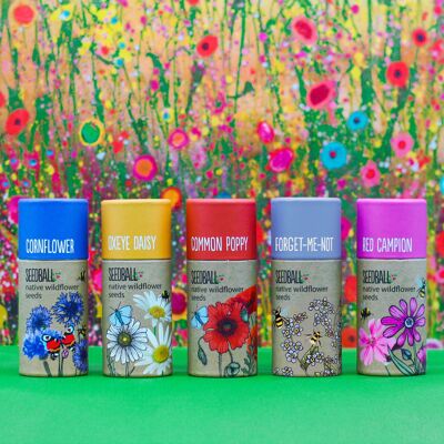 Tubos de bolas de semillas de flores silvestres - Caja mixta