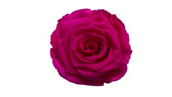 6 véritables Roses Éternelles Rouges stabilisées 6cm LULU ROSE 3