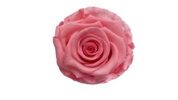 Coffret de 15 Cubes 5cm aux Roses Eternelles parfumées pour faveurs 2
