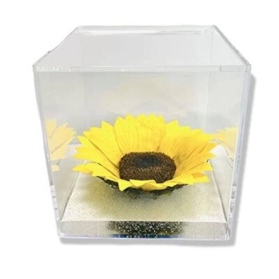 Stabilized Sunflower Cube 12cm with Water Effect Bottom