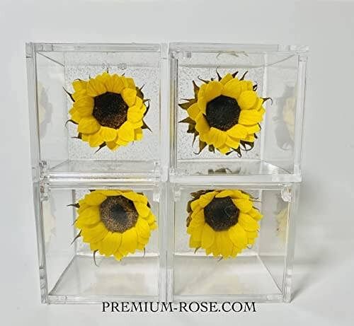 Buy wholesale Stabilized Sunflower Cube 6cm, Eternal Sunflower, gift