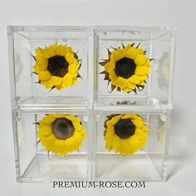 Stabilisierter Sonnenblumenwürfel 6cm, Ewige Sonnenblume, Geschenk
