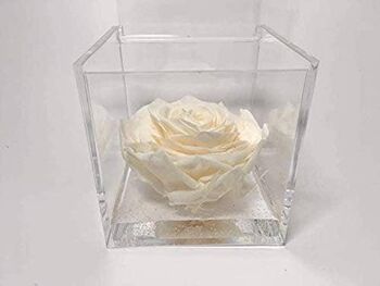 Cube Rose Blanche Stabilisée 10cm Fait Main