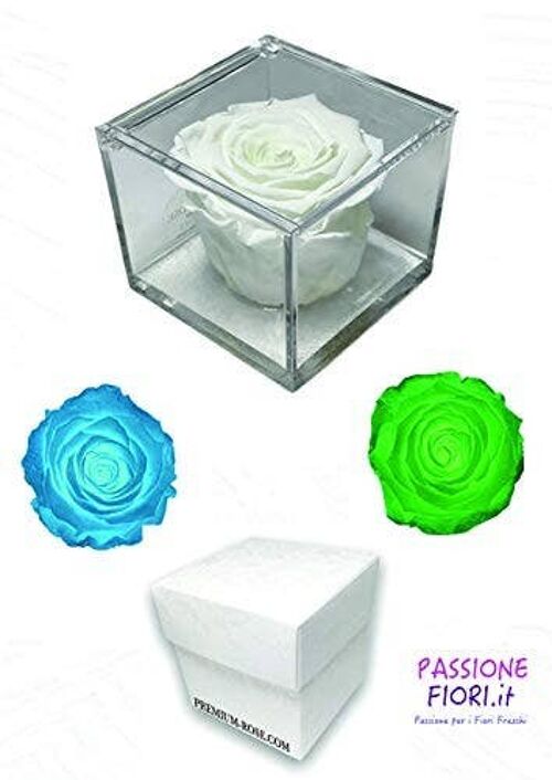 Cubo Rose eterna profumata Glow fosforescente verde 8cm