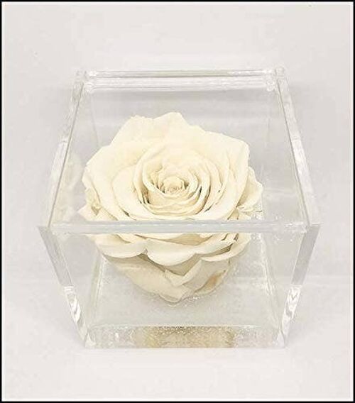 Cubo Rose Eterna Stabilizzata Bianca 12cm Artigianale