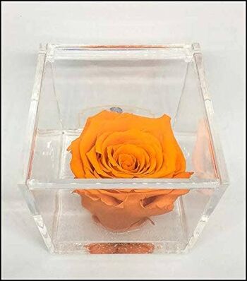 Cube Rose Parfumée Orange Éternelle 6cm, Cube Plexiglas