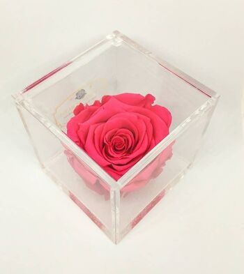 Cube Roses Éternelles Parfumées Fuchsia 8cm Cadeau Cadeau, Italie