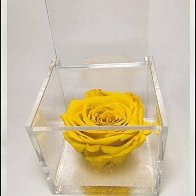 Cube Eternal Roses Scented Yellow 8cm Women's Day