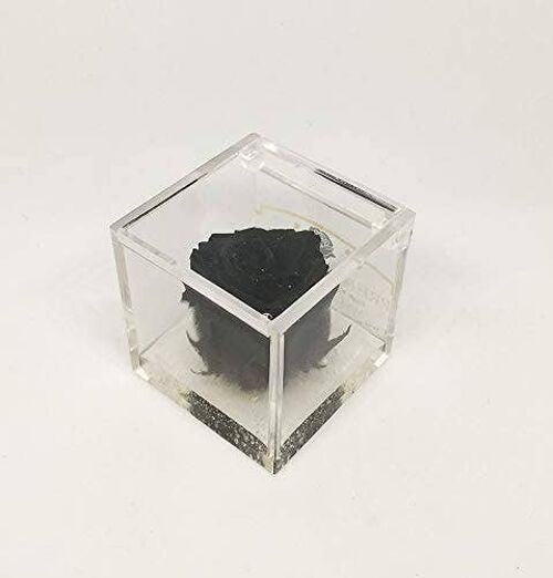 Cubo Rose eterne profumate Nera 5cm base effetto acqua Gift