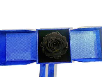 Rose éternelle rouge dans une boîte Boîte à bijoux bleue, vraie rose 2