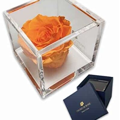 S 1086 Luxury Rose Stabilizzate Vere in Cubo più Spesso