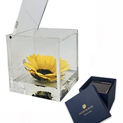 S1888 Luxury Cube Echte stabilisierte Sonnenblume im Cube plus