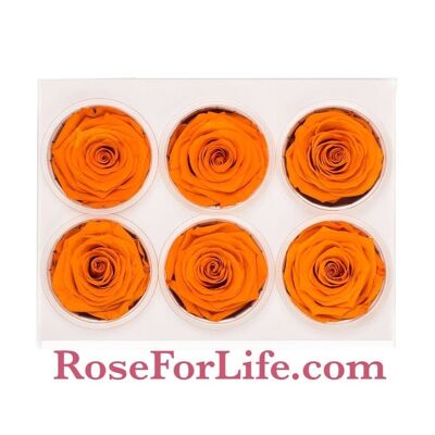 Box of 6 Preserved Orange Roses LL+ 5/6cm