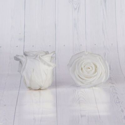 Schachtel mit 6 konservierten weißen Rosen 5/6 cm