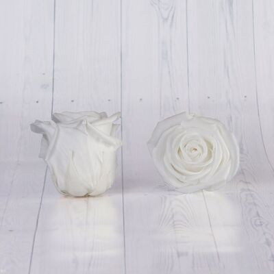 Box of 6 White Preserved Roses 5/6cm