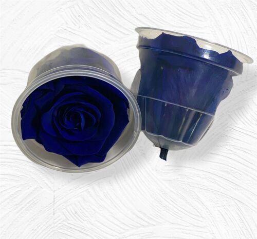 Scatola 6 Rose Stabilizzate Blu 5/6cm