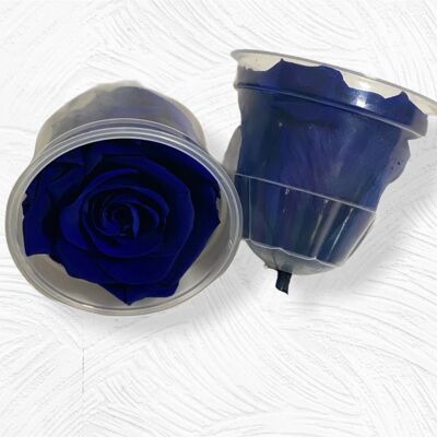 Scatola 6 Rose Stabilizzate Blu 5/6cm