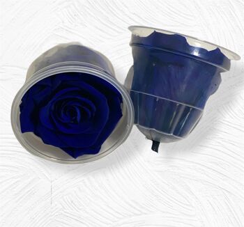 Coffret de 6 Roses Bleues Stabilisées 5/6cm