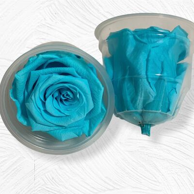 Schachtel mit 6 konservierten hellblauen Rosen 5/6 cm