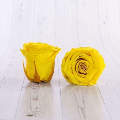 Schachtel mit 6 konservierten gelben Rosen 5/6 cm ewige Rosen